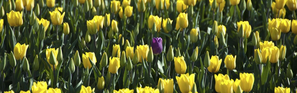 A Stray Purple in a Sea of Yellow.