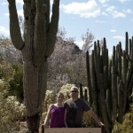 Visiting the Desert Botanical Garden